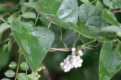 Cyclea peltata